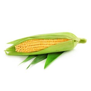 Corn cob
